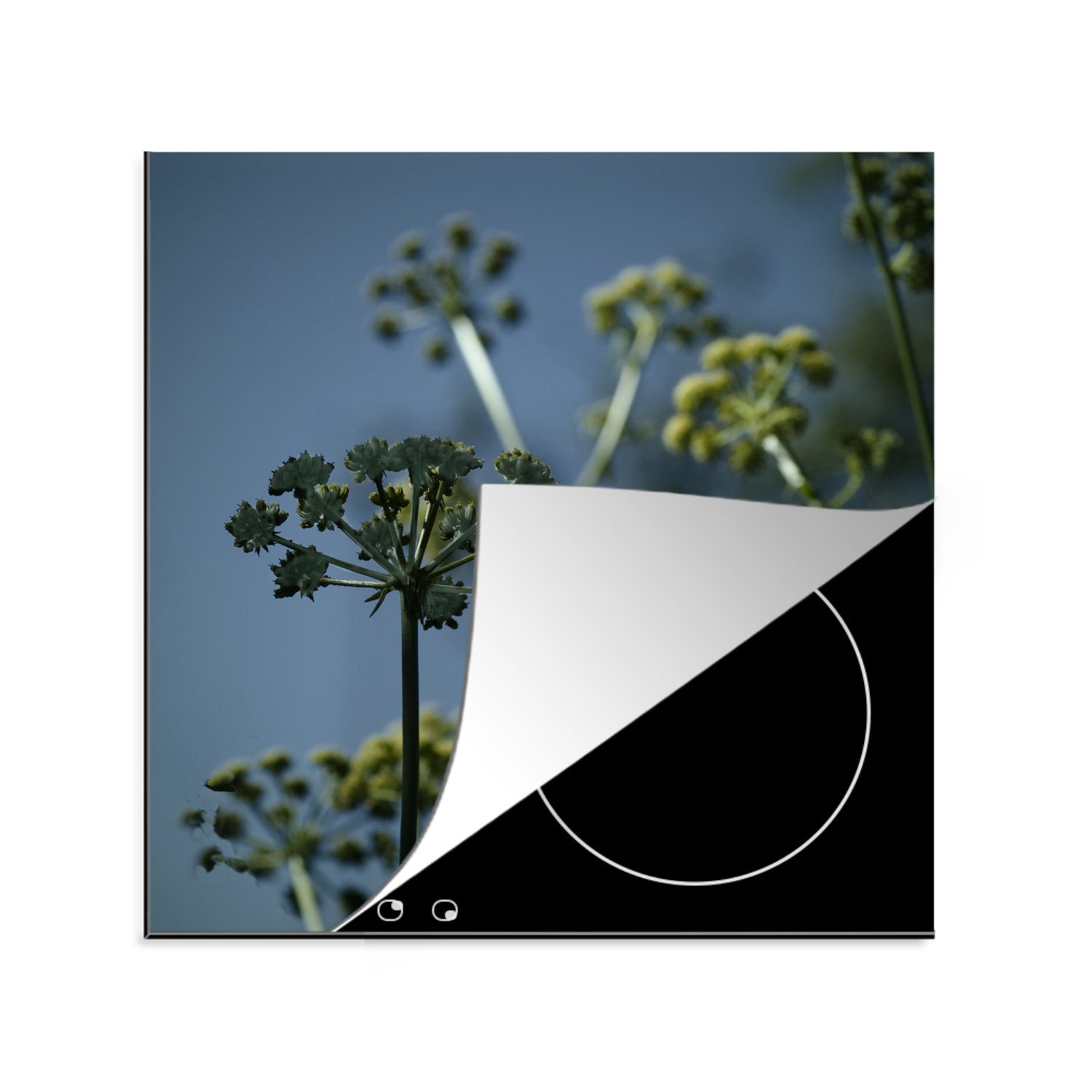 MuchoWow Herdblende-/Abdeckplatte Foto der wachsenden Liebstöckelpflanze in der Natur, Vinyl, (1 tlg), 78x78 cm, Ceranfeldabdeckung, Arbeitsplatte für küche