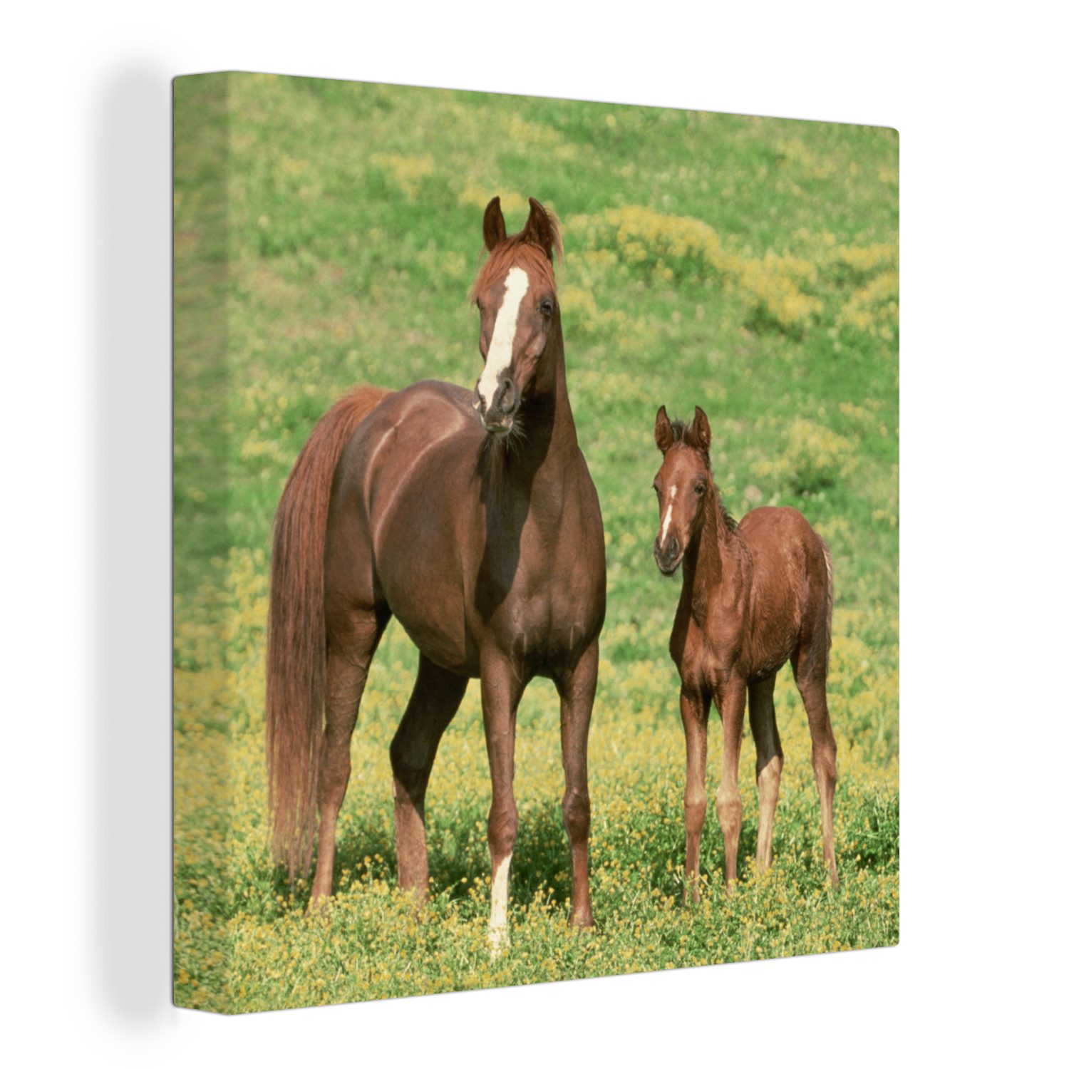 OneMillionCanvasses® Leinwandbild Pferde - Gras - Braun, (1 St), Leinwand Bilder für Wohnzimmer Schlafzimmer bunt