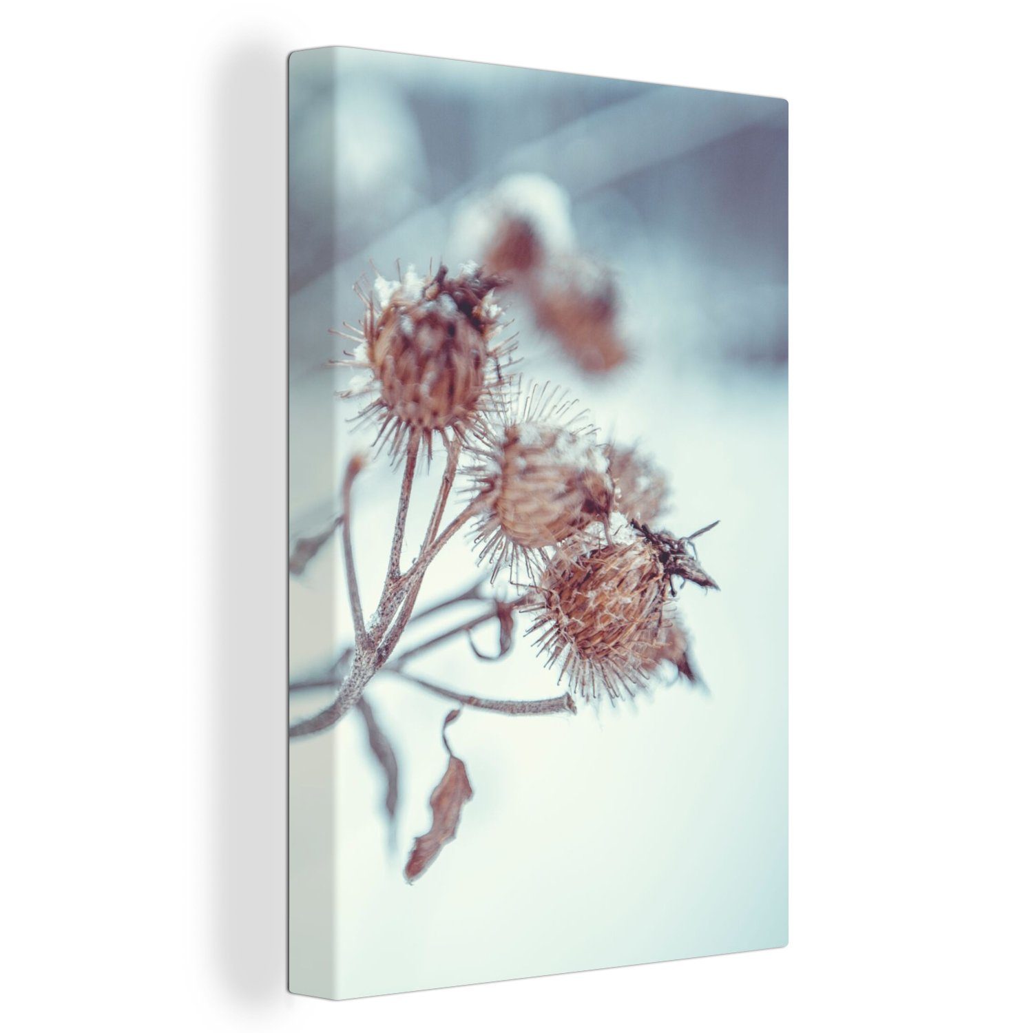 OneMillionCanvasses® Leinwandbild Pflanzen - Winter - Schnee - Natur, Fotod günstig online kaufen
