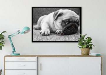 Pixxprint Leinwandbild süßer kleiner Mops auf Teppich, Wanddekoration (1 St), Leinwandbild fertig bespannt, in einem Schattenfugen-Bilderrahmen gefasst, inkl. Zackenaufhänger