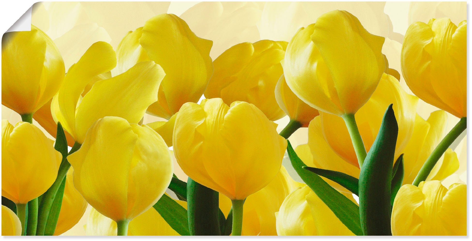 (1 Blumen als Artland Leinwandbild, oder Poster Größen versch. Wandaufkleber Tulpenfeld gelb, Alubild, St), in Wandbild