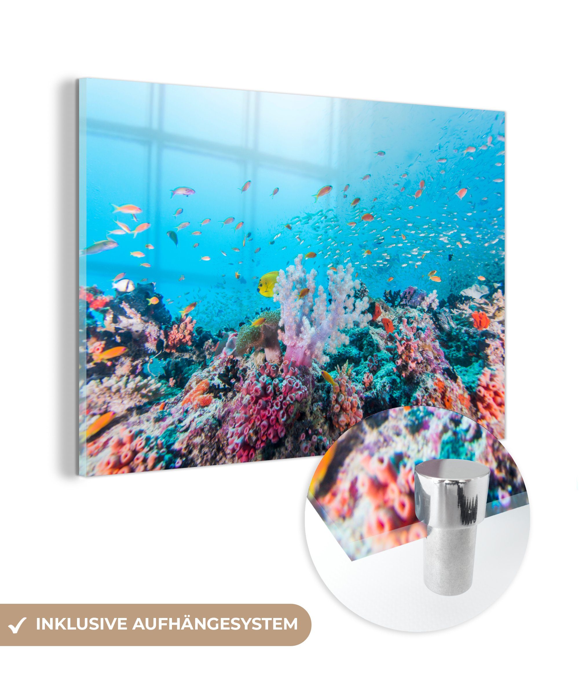 MuchoWow Acrylglasbild Fische - Koralle - Farben, (1 St), Acrylglasbilder Wohnzimmer & Schlafzimmer
