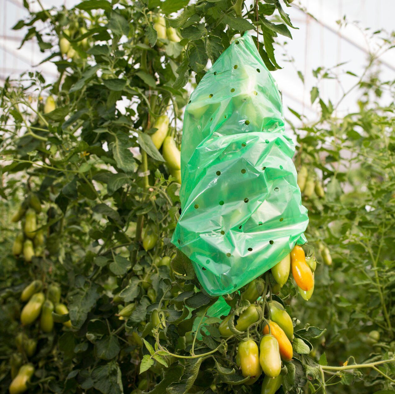 Windhager Gitterfolie STRONG, Wachstumsfolie, Tomatenschlauch, LxØ: 10x0,75m