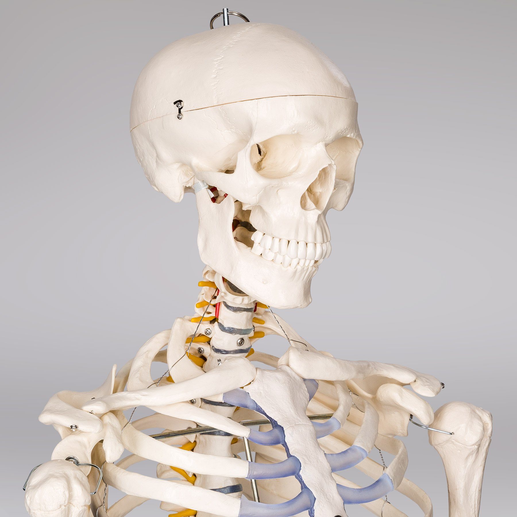 tectake Dekoobjekt Alfred Anatomie-Skelettmodell - Lebensgroß & detailgetreu (Einzelartikel, 1 St), Bewegliche Arme und Beine abnehmbar, mobiler Standfuß