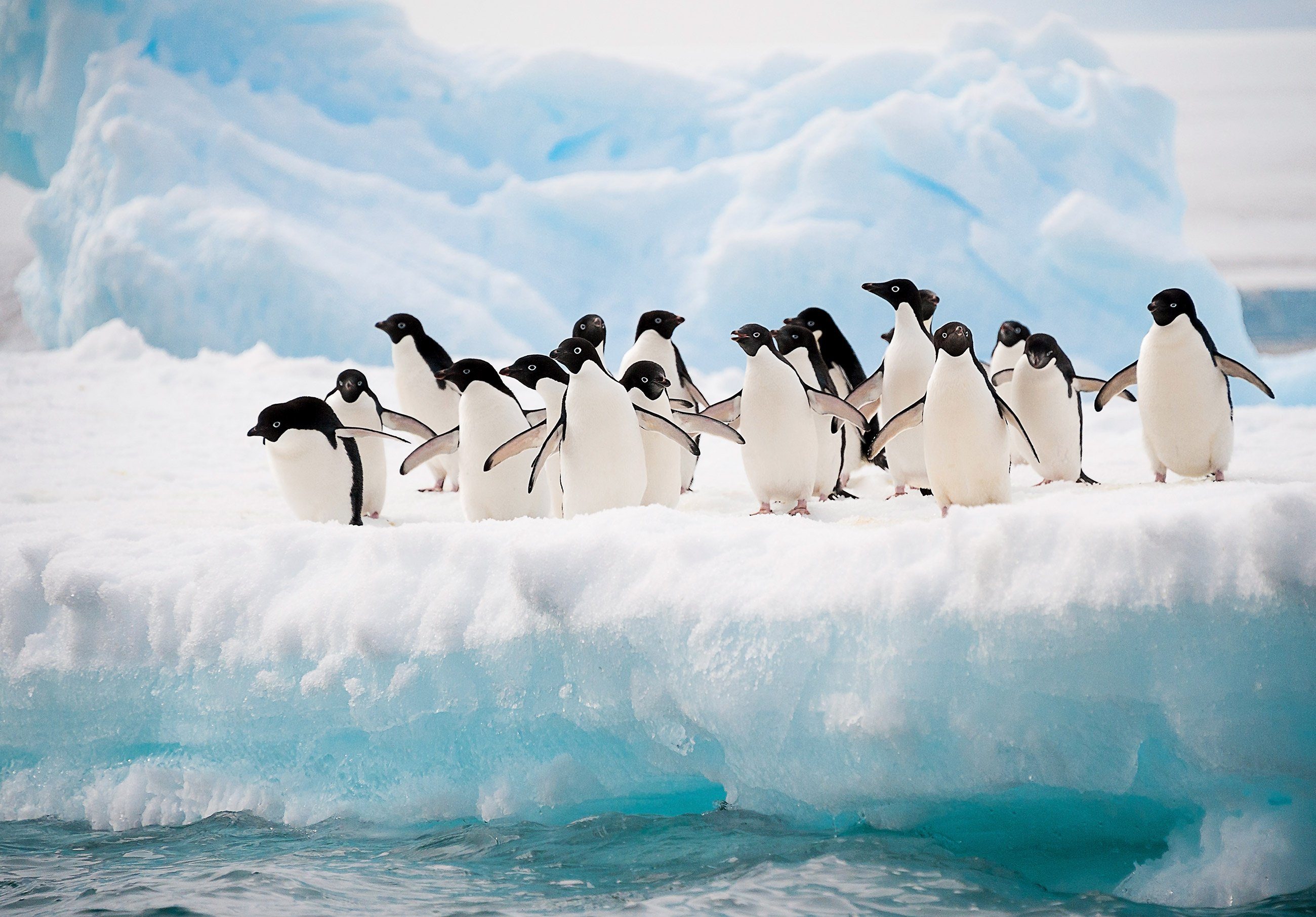 Wallarena Fototapete Pinguine Antarktis Gletscher Tapete Wohnzimmer Schlafzimmer 254x184 cm, Glatt, Tiere, Tapete inklusive Kleister