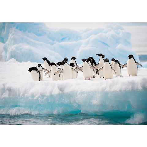 Wallarena Fototapete Pinguine Antarktis Gletscher Tapete Wohnzimmer Schlafzimmer 254x184 cm, Glatt, Tiere, Tapete inklusive Kleister