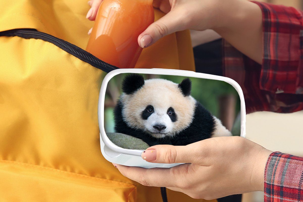 - Panda Kunststoff, Lunchbox Kinder Erwachsene, Stein, (2-tlg), - Jungs MuchoWow und Wildtiere weiß Brotdose, und Brotbox - für Mädchen für Porträt