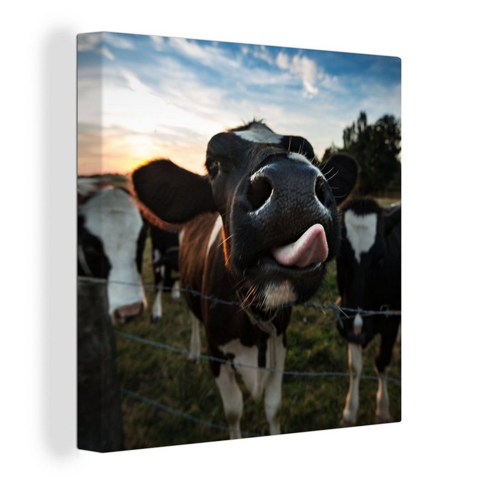 OneMillionCanvasses® Leinwandbild Kuh - Tiere - Natur - Ausgezeichnete  Zunge, (1 St), Leinwand Bilder für Wohnzimmer Schlafzimmer