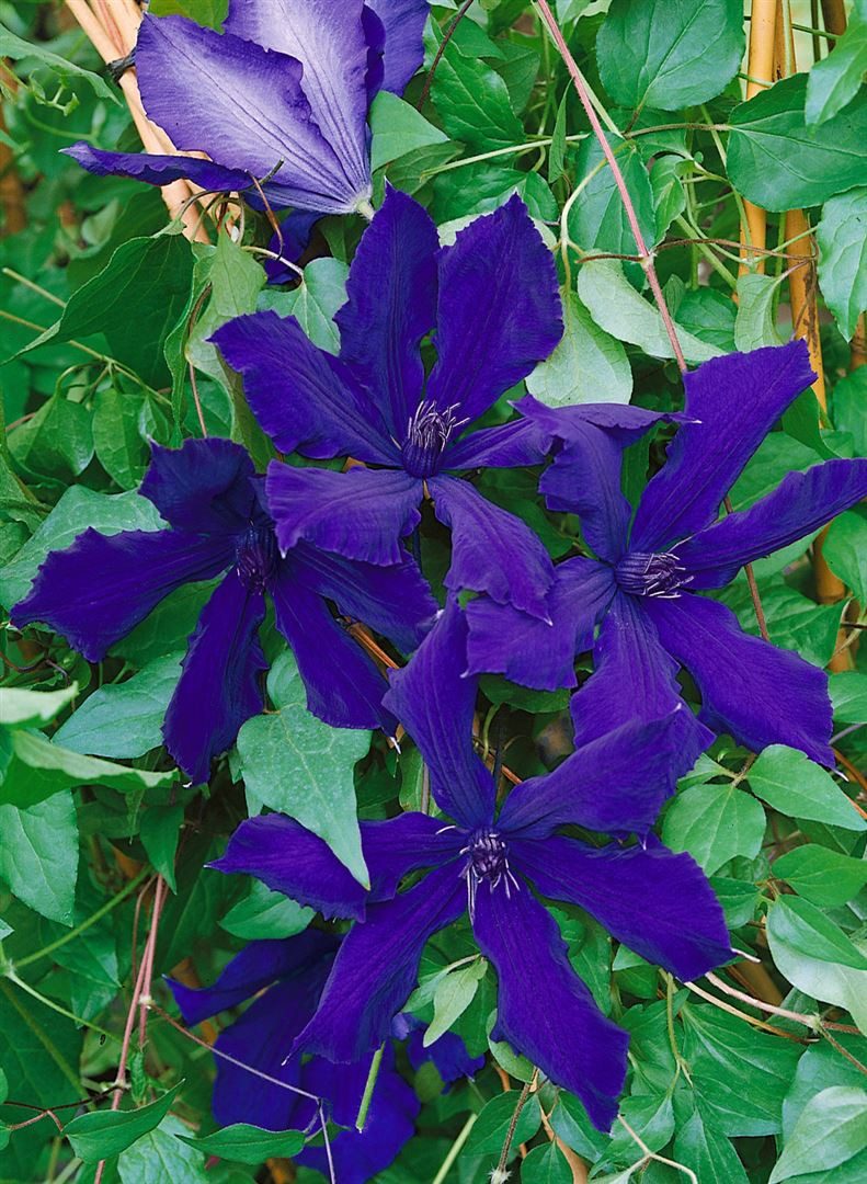Pflanzen für Dich Kletterpflanze Clematis Hybride Honora, 1 St., Clematis, Waldrebe, violettblühend, kletterpflanze