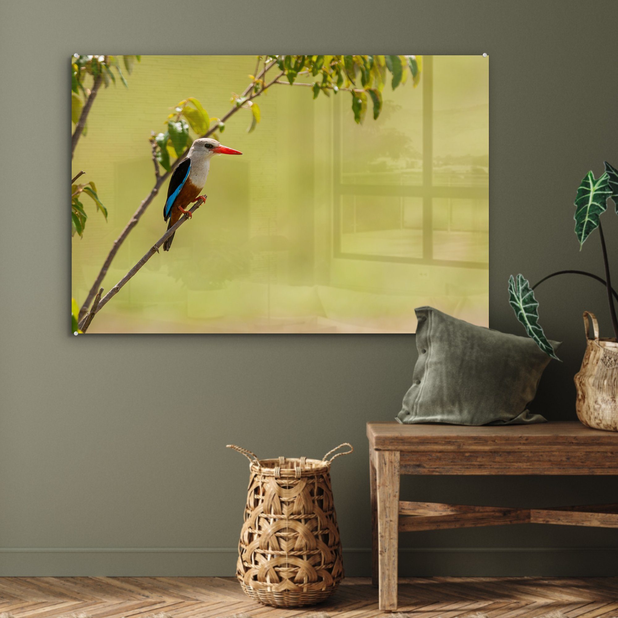 MuchoWow Acrylglasbild Graukopfliest sonnt sich St), einem Acrylglasbilder Wohnzimmer Schlafzimmer (1 & in Baum