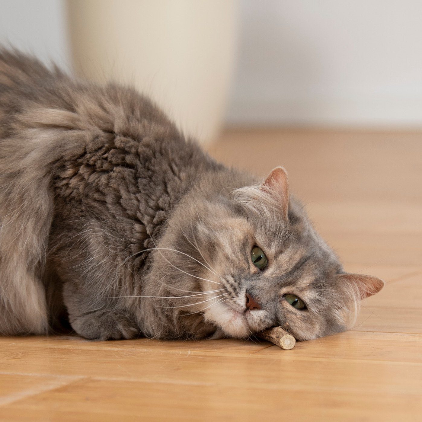 KaraLuna Tier-Beschäftigungsspielzeug 8 Katzensticks / Matatabi Sticks I Katzenspielzeug Catnip, Natürliches Katzenspielzeug und Zahnpflege für Katzen