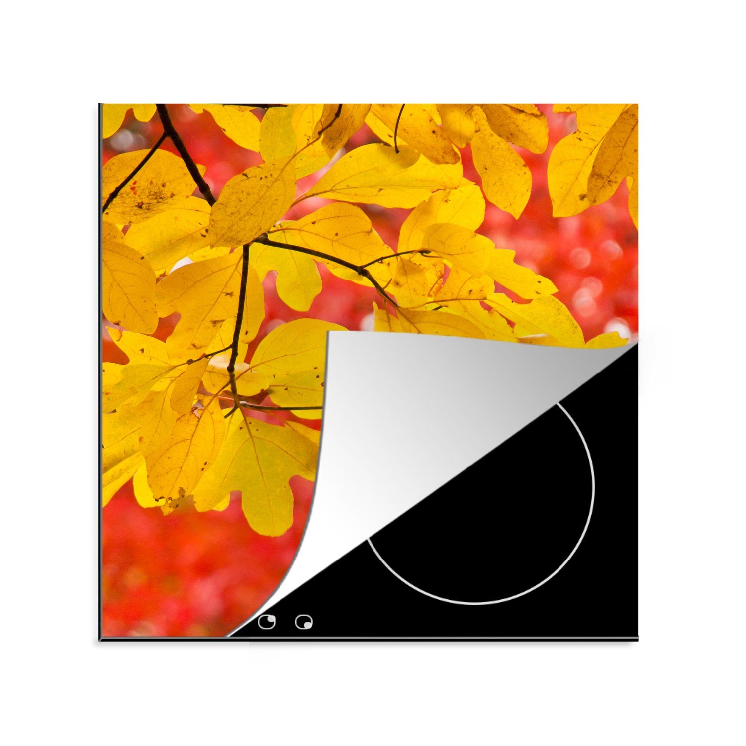 MuchoWow Herdblende-/Abdeckplatte Leuchtend gelbe Blätter des Sassafrasbaums im Herbst, Vinyl, (1 tlg), 78x78 cm, Ceranfeldabdeckung, Arbeitsplatte für küche
