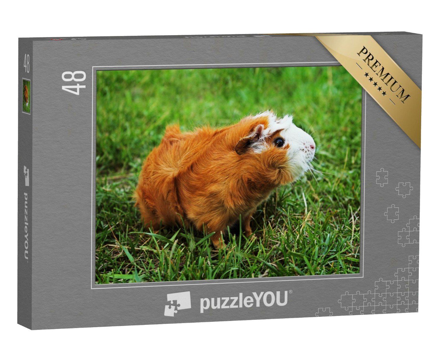 puzzleYOU Puzzle Rotes Abessinier-Meerschweinchen auf grünem Gras, 48 Puzzleteile, puzzleYOU-Kollektionen Meerschweinchen, Bauernhof-Tiere