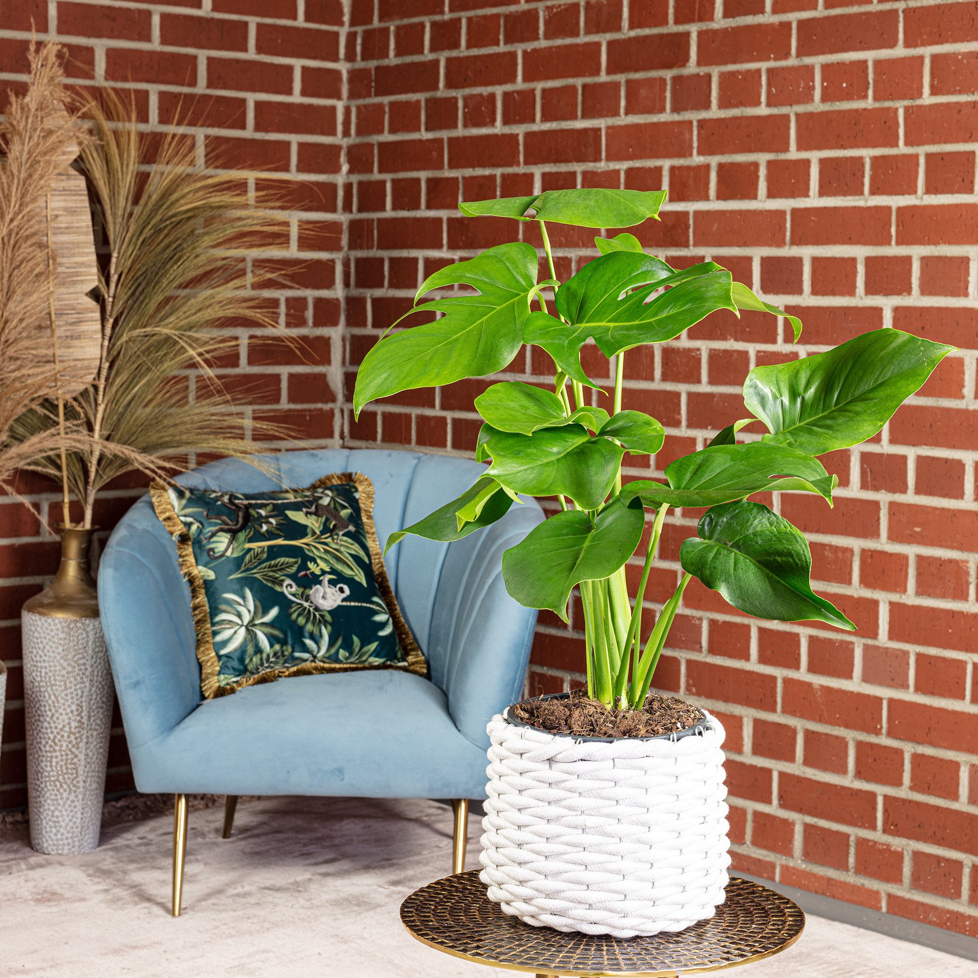 Thumbnail - Flowerbox Zimmerpflanze Fensterblatt - Monstera Deliciosa, pflegeleicht - Höhe ca. 75 cm, Topf-Ø 19 cm