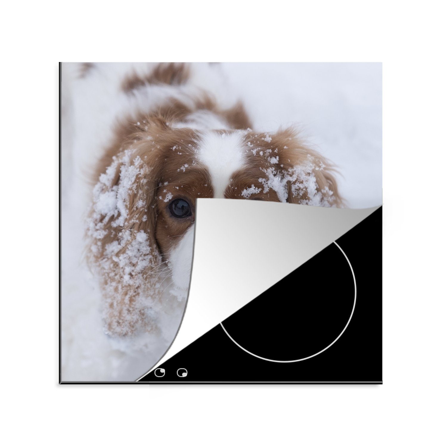 MuchoWow Herdblende-/Abdeckplatte Foto eines Cavalier King Charles Spaniels im Schnee, Vinyl, (1 tlg), 78x78 cm, Ceranfeldabdeckung, Arbeitsplatte für küche