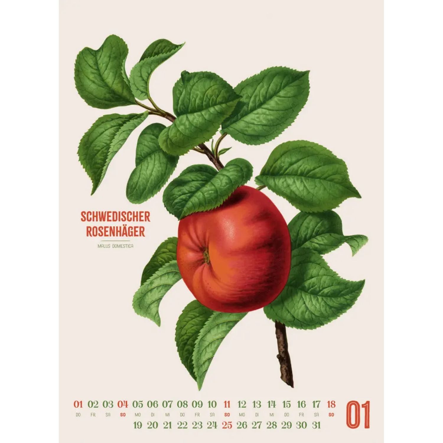 Ackermann Wandkalender Obstgarten Kalender 2026, Apfel, Birne, Pflaume & Co.