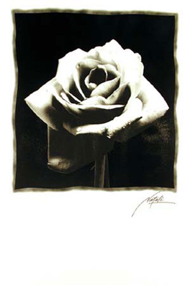 Poster Black & White - Poster - Schwarze Rose Version 2