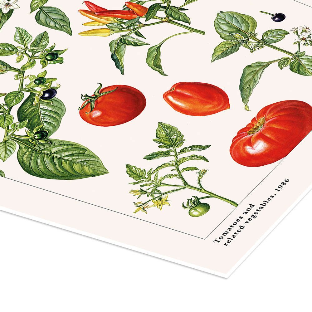 Posterlounge Wandbild Tomaten und andere Nachtschattengewächse, 1986, Elizabeth Rice, erhältlich als Poster, Leinwandbild, Wandsticker oder Acrylglasbild