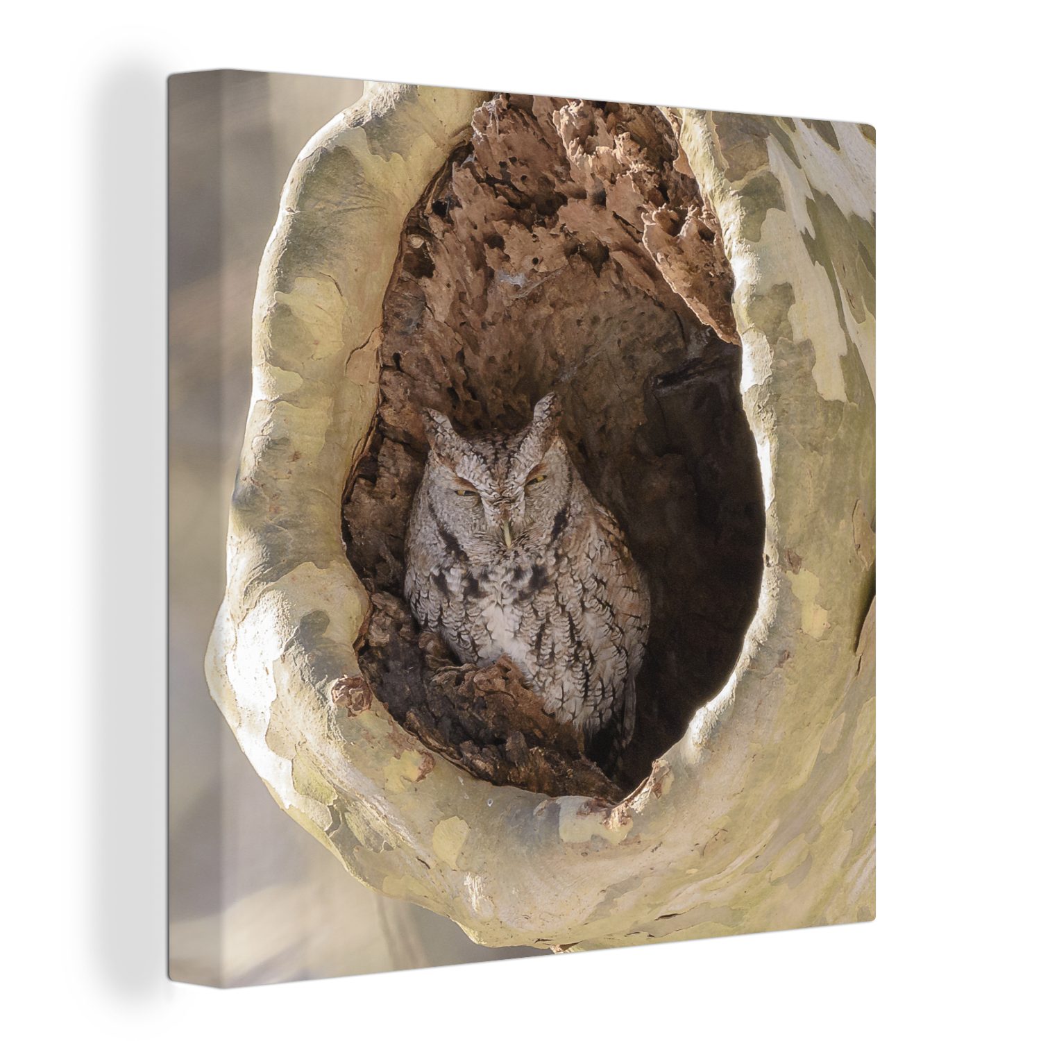 OneMillionCanvasses® Leinwandbild Steinkauz rastet in einem hohlen Baum, (1 St), Leinwand Bilder für Wohnzimmer Schlafzimmer
