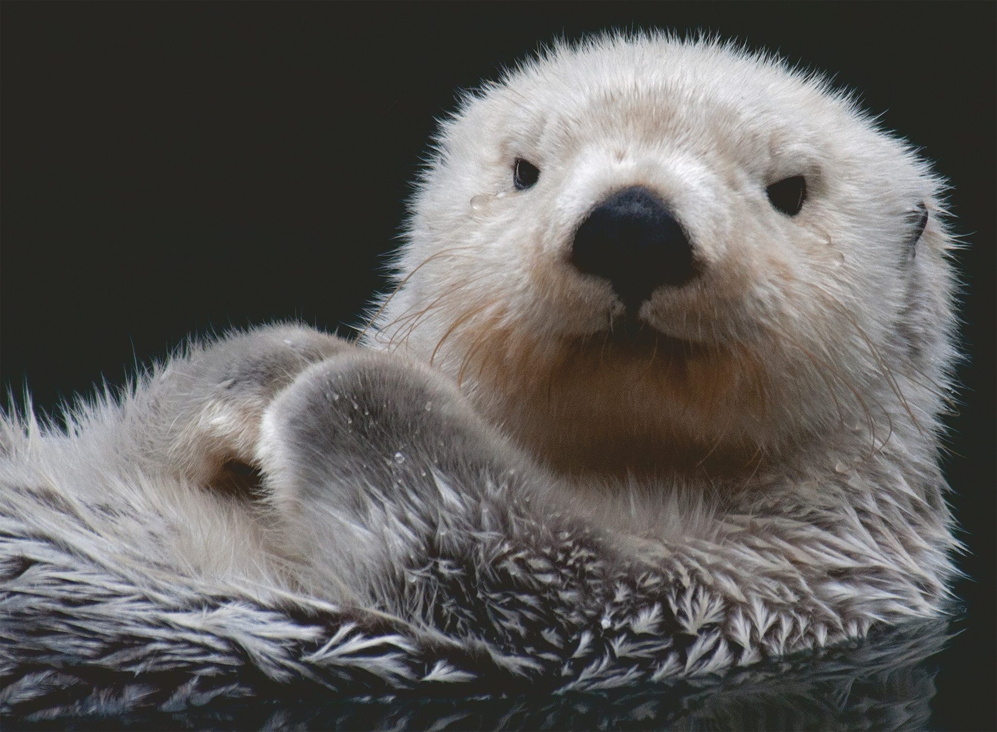 Ravensburger Puzzle Süßer kleiner Otter, 500 günstig online kaufen