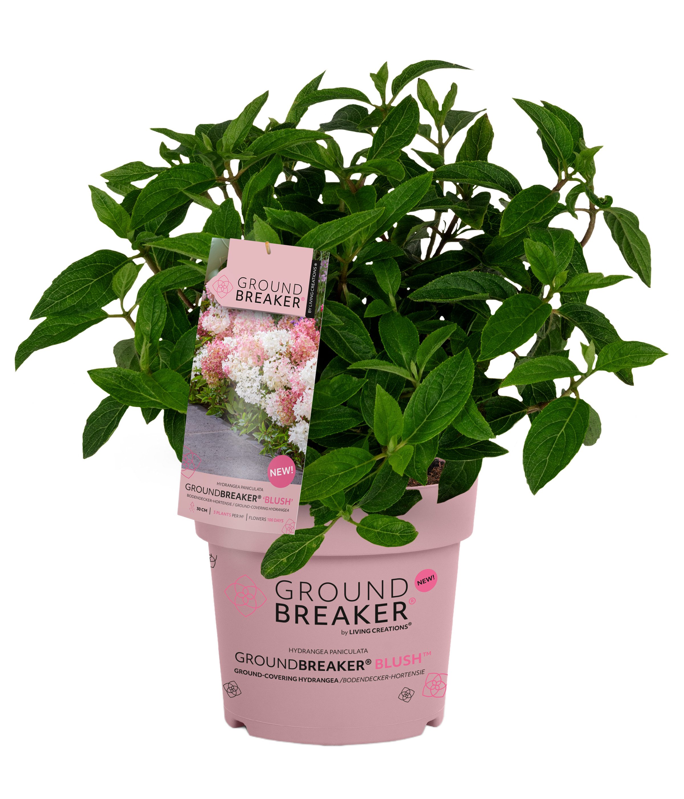 Dehner Gehölze Bodendecker-Rispenhortensie Groundbreaker® Blush™, weiß-rosa-rot, mehrjähriger Zierstrauch für sonnige bis halbschattige Standorte