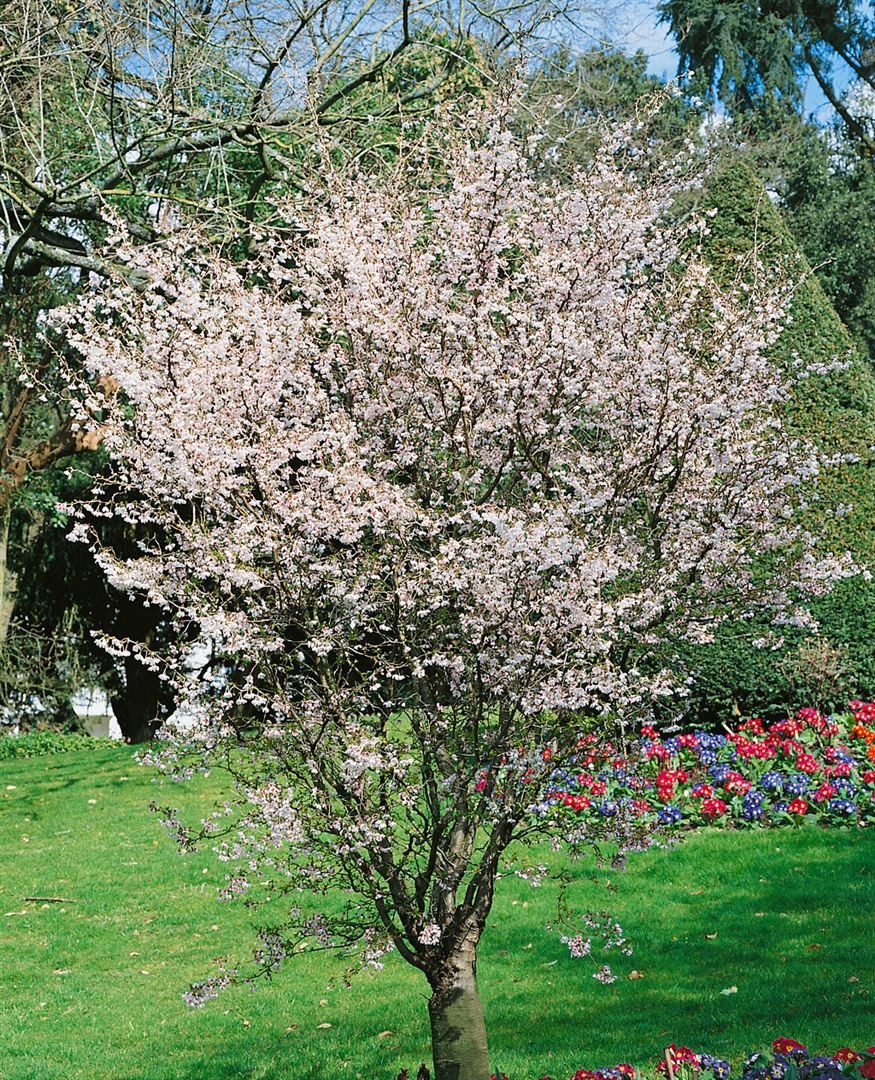 Pflanzen für Dich Gehölze Prunus incisa Mikinori, 1 St., Fuji-Kirsche, Zier günstig online kaufen