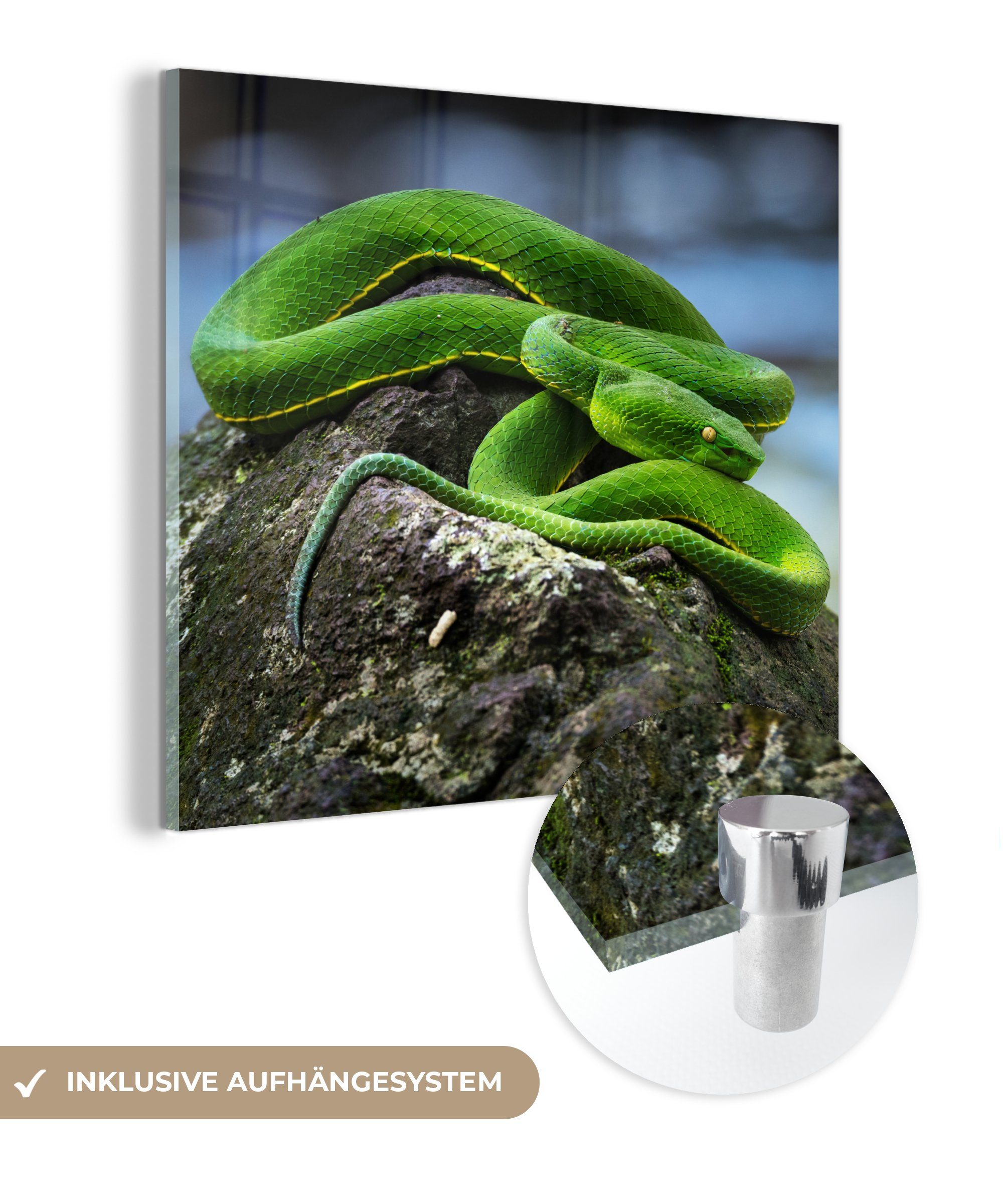 MuchoWow Acrylglasbild Grüne Schlange - Glasbilder auf Foto auf Glas Wanddekoration - Bilder auf St), - Stein, Wandbild (1 Glas