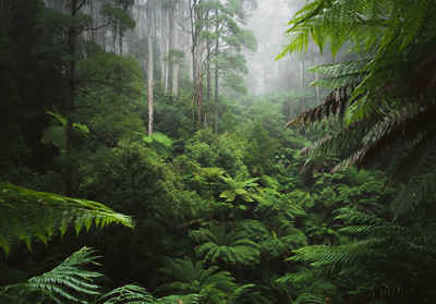 Wallarena Fototapete Dschungel Blätter Wald Grün Natur Landschaft Vlies Tapete für Wohnzimmer oder Schlafzimmer Vliestapete Wandtapete Motivtapete, Glatt, Dschungel, Vliestapete inklusive Kleister