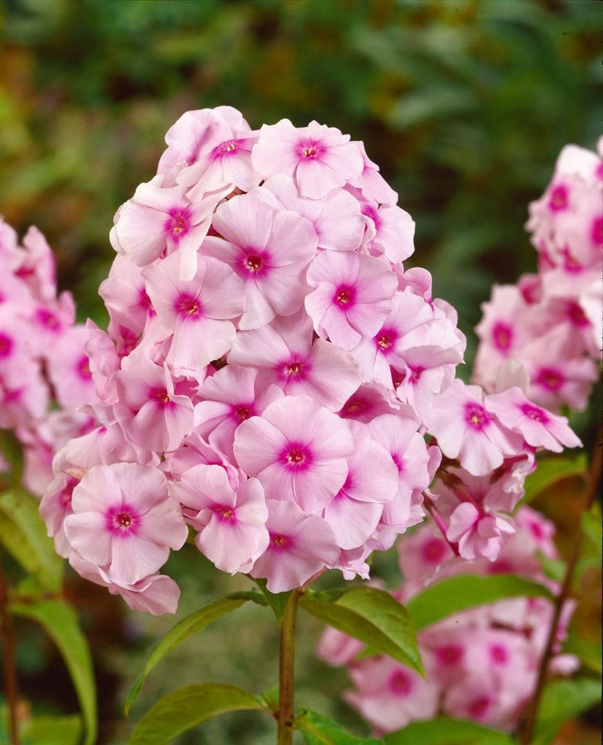 Pflanzen für Dich Staude Phlox pan. Kirmesländler, 1 St., Hoher Staudenphlox, Flammenblume
