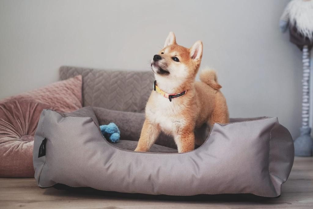 BedDog Tierbett Hundebett LUPI mit Rand, Bezug abnehmbar