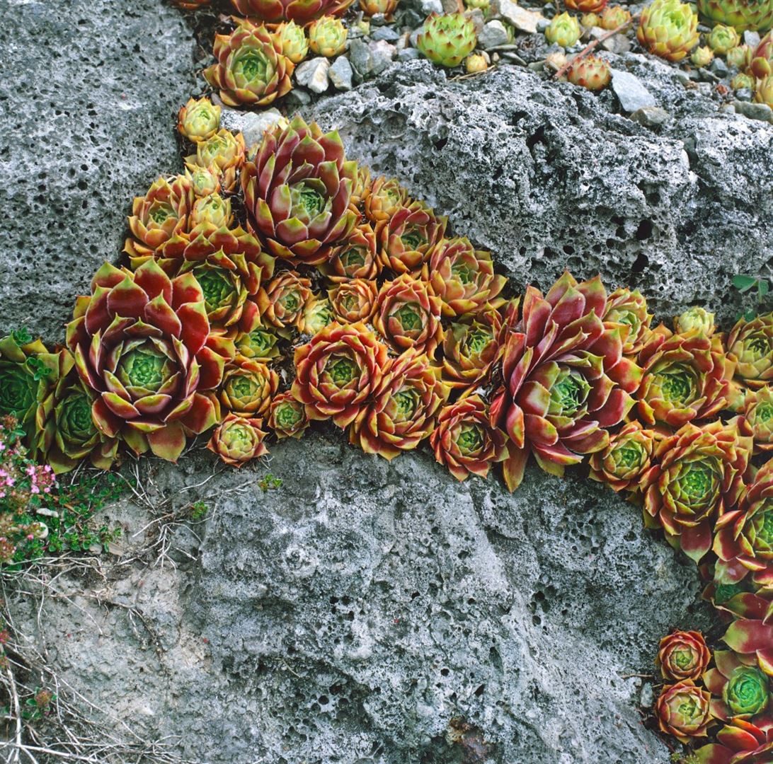 Pflanzen für Dich Staude Sempervivum cult. Bernstein, 1 St., Hauswurz, Dachwurz