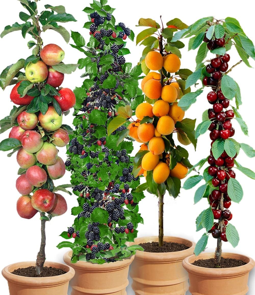 BALDUR Garten Obstpflanze Säulen-Obst-Raritäten-Kollektion, 4 St., Lecker,winterhart, mehrjährig, pflegeleicht