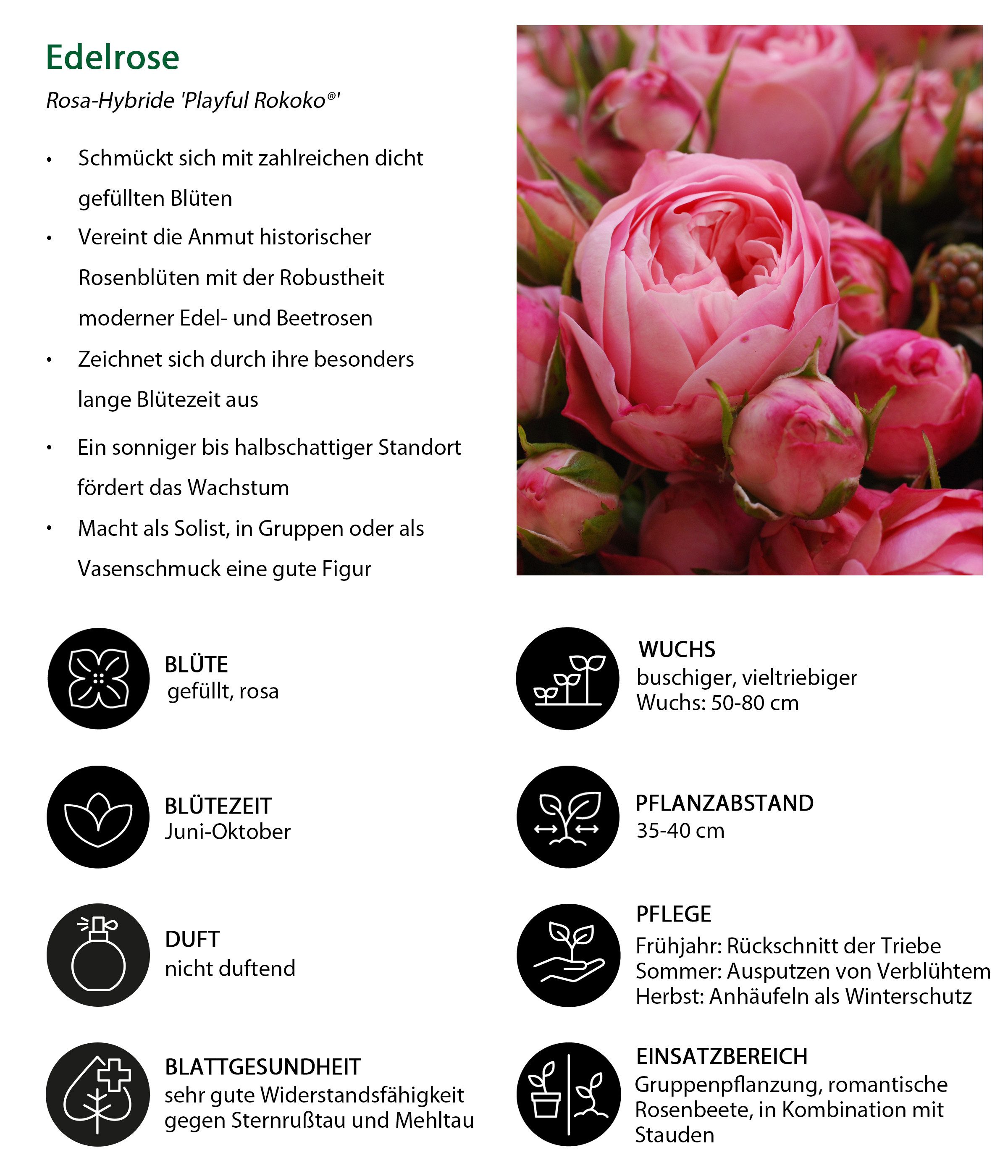 Dehner Rose Edelrose Noblesse® Spray-Rose Playful Rokoko®, dicht gefüllte pinke Blüten, Züchter Tantau
