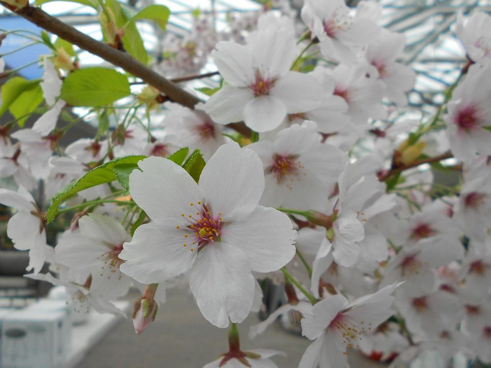 Garten von Ehren Gehölze Prunus yedoensis, Containerware, 60-100 cm hoch