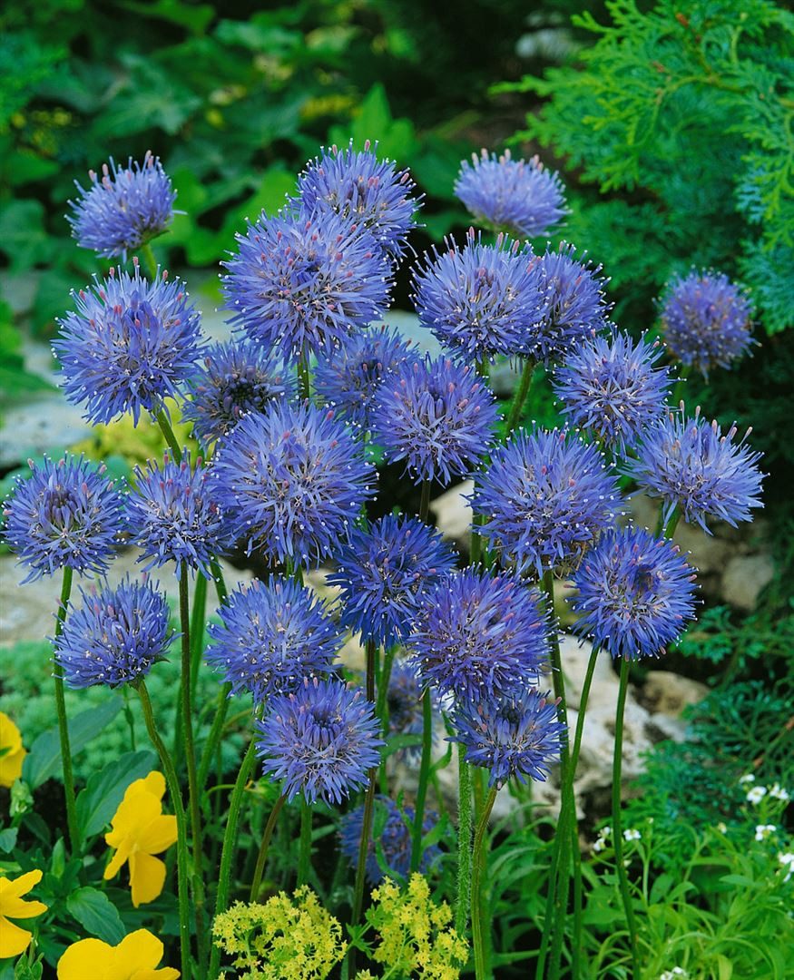 Pflanzen für Dich Staude Jasione laevis Blaulicht, 1 St., Sandrapunzel, Blaue Graskugel, Blaue Gänsekresse