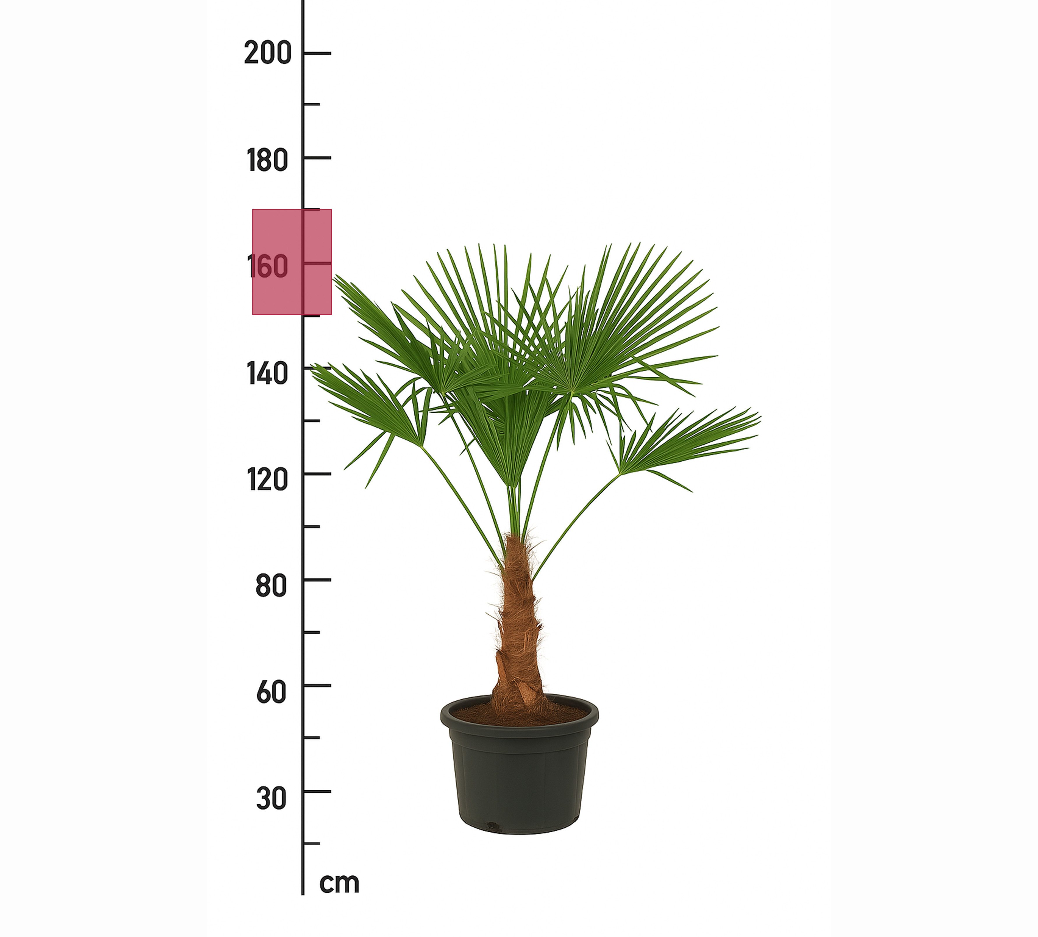 Palms-Store Baum Palme Trachycarpus fortunei 140 - 170 cm, Hanfpalme, winterhart bis -19°C
