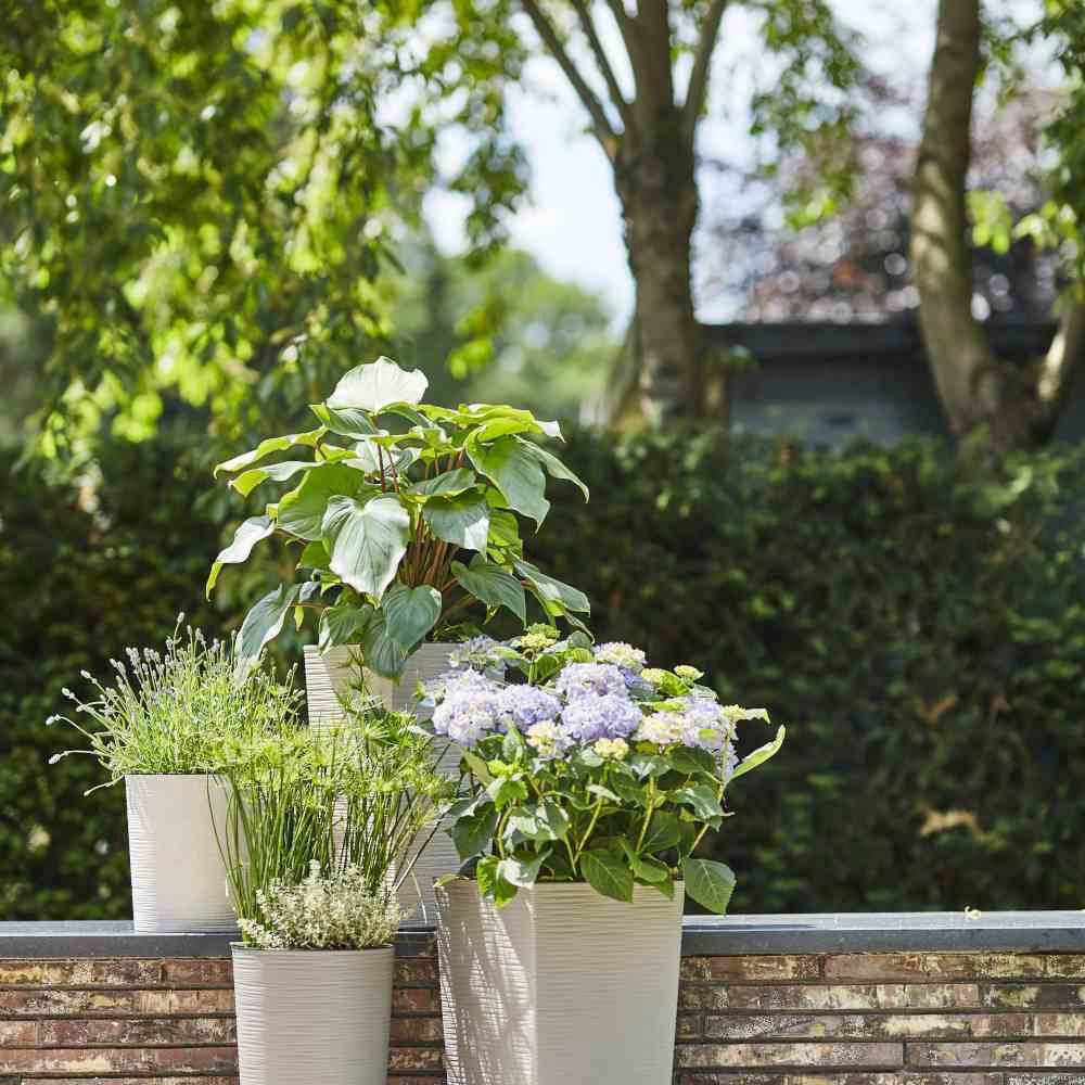 Siena Garden Pflanzkübel, Rillenoptik, eckig günstig online kaufen