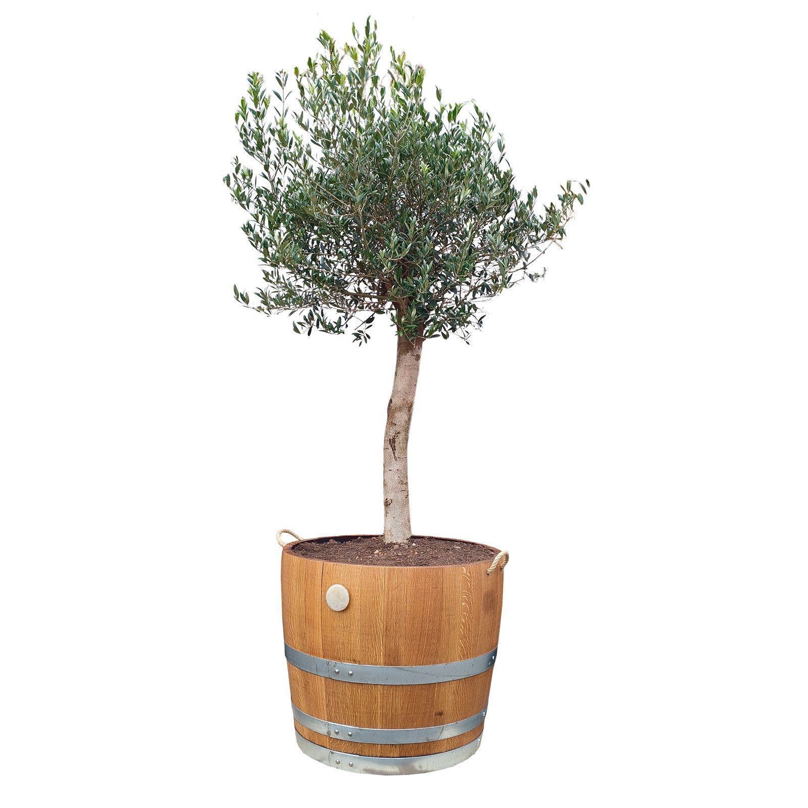 Temesso Pflanzkübel Extra HOHES Weinfass halbiert-geschliffen - Höhe 50-54 cm