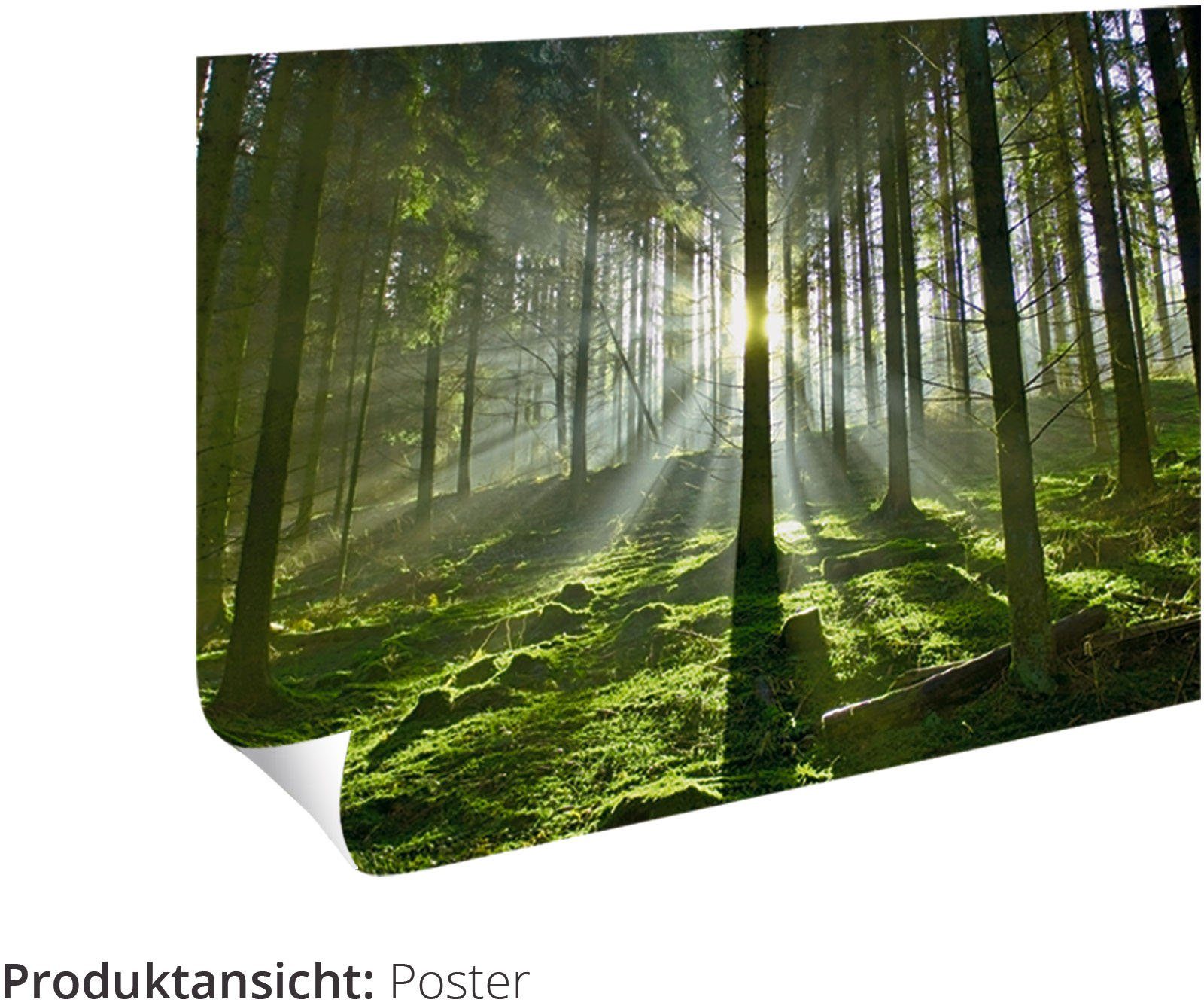 Wald, als Herbstmorgen (1 Alubild, Leinwandbild, Wandbild versch. Waldbilder im oder Größen Artland Wandaufkleber St), in Poster