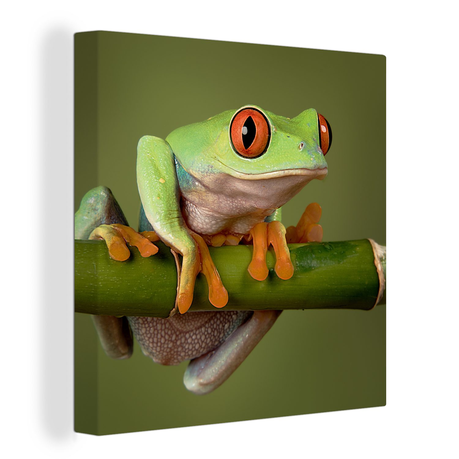 OneMillionCanvasses® Leinwandbild Frosch - Grün - Zweig, (1 St), Leinwand Bilder für Wohnzimmer Schlafzimmer