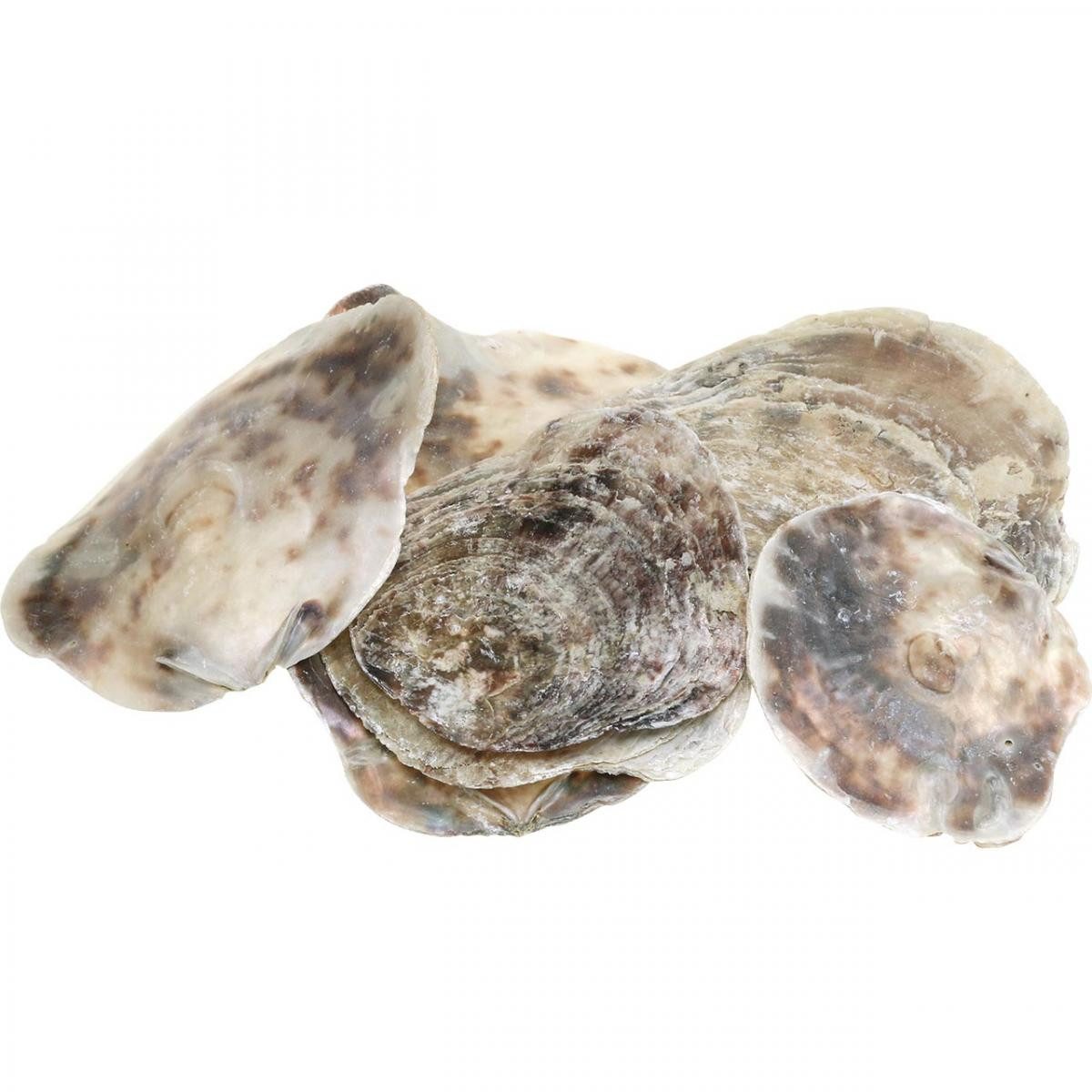Viana Bastelnaturmaterial Capiz Muscheln Deko Natur Perlmutt Violett 8–14cm 1kg