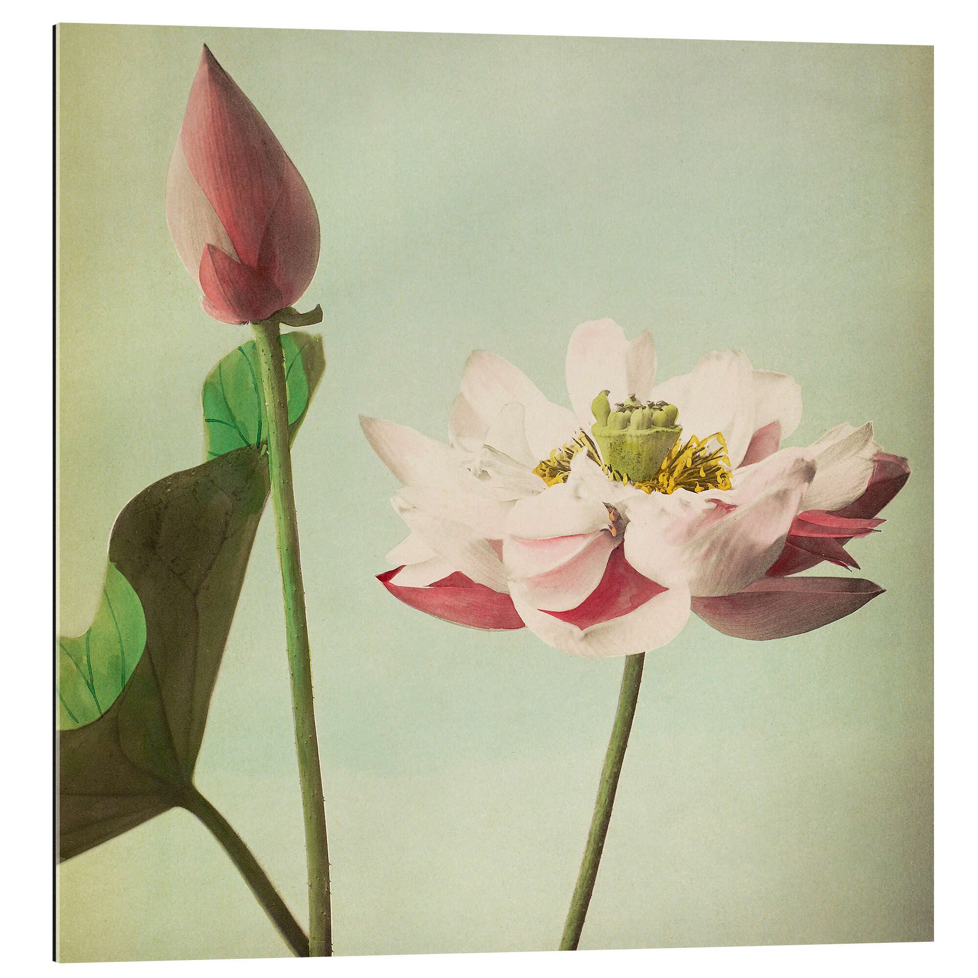 Posterlounge XXL-Wandbild Ogawa Kazumasa, Lotus, Shabby Chic Malerei