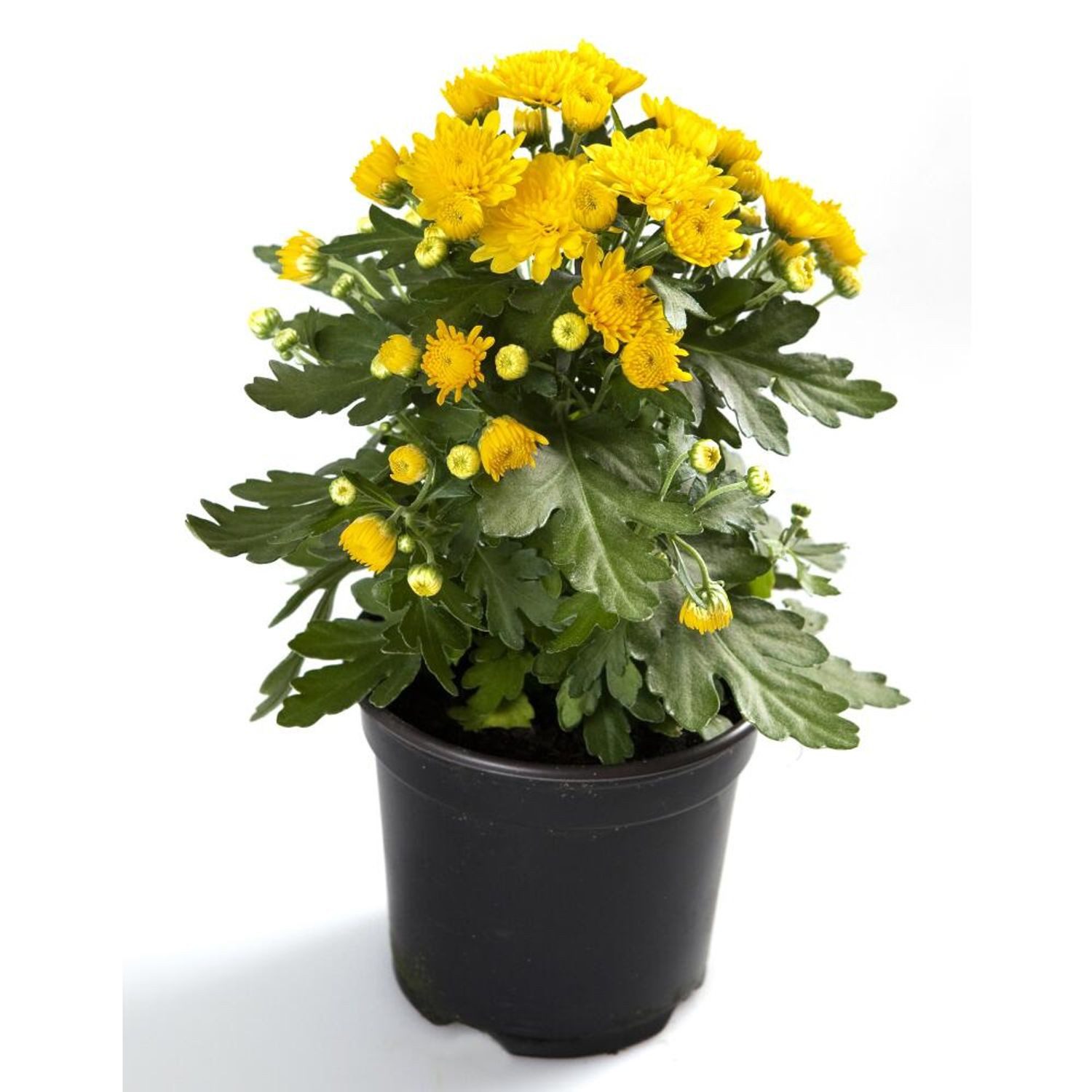 Kunstpflanze 56x Chrysanthemen 6er Künstliche Pflanze Topf Kunstblumen Dekoration