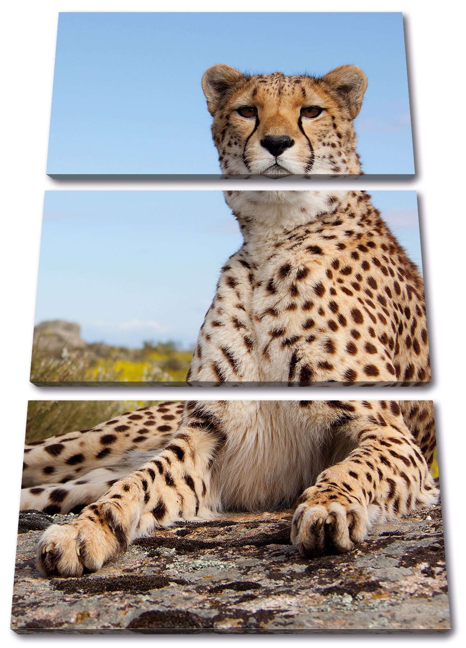 3Teiler in Savanne, (120x80cm) Pixxprint St), in fertig bespannt, Gepard inkl. Leinwandbild Savanne Leinwandbild Gepard (1 Zackenaufhänger