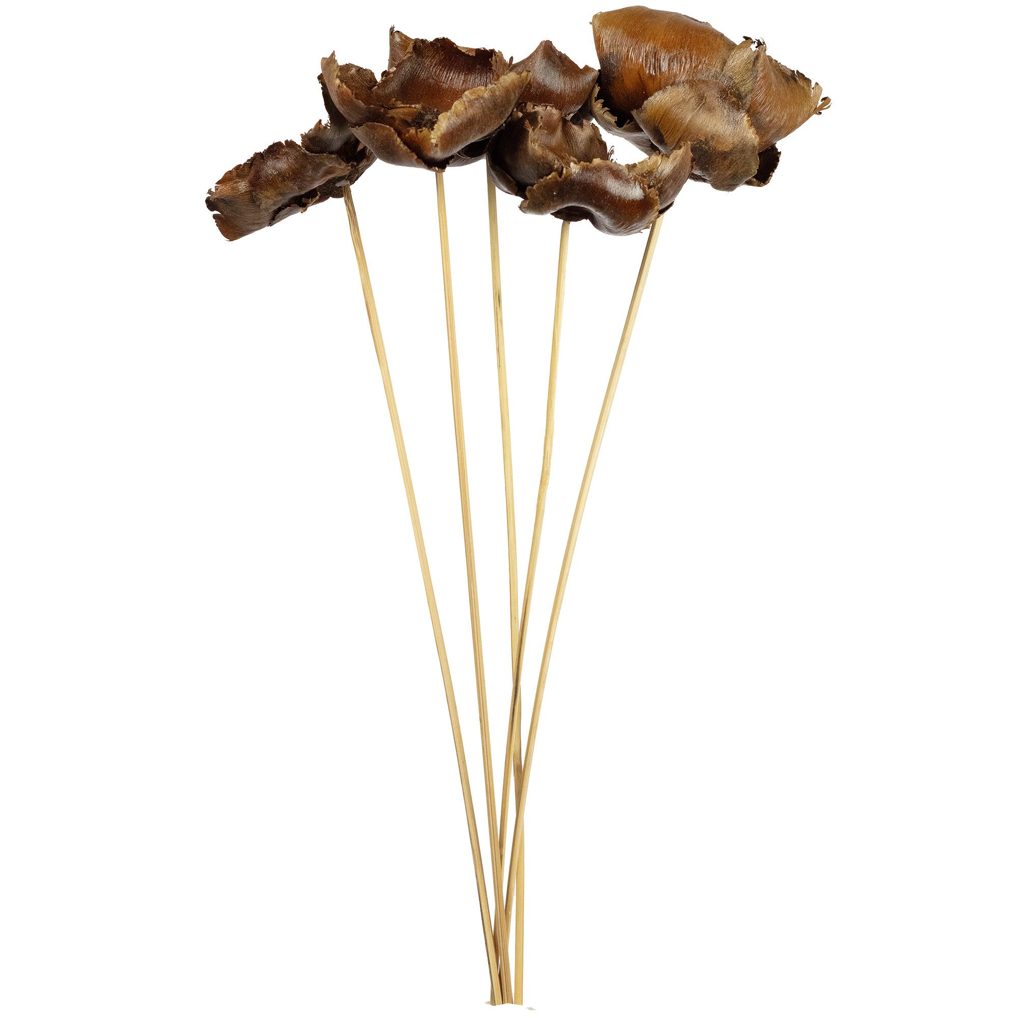 Trockenblume Palmblüte am Stiel - lackiert - 5 Stück - natur, Vosteen