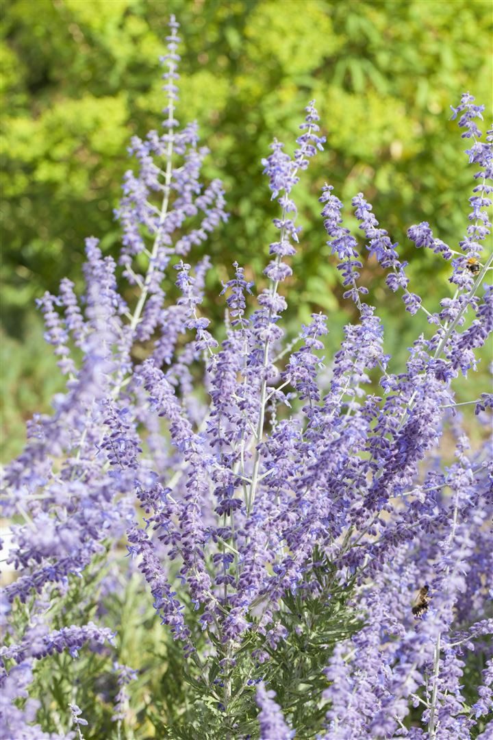 Pflanzen für Dich Gehölze Perovskia atri. Little Spire, 1 St., Blauraute, Silberstrauch
