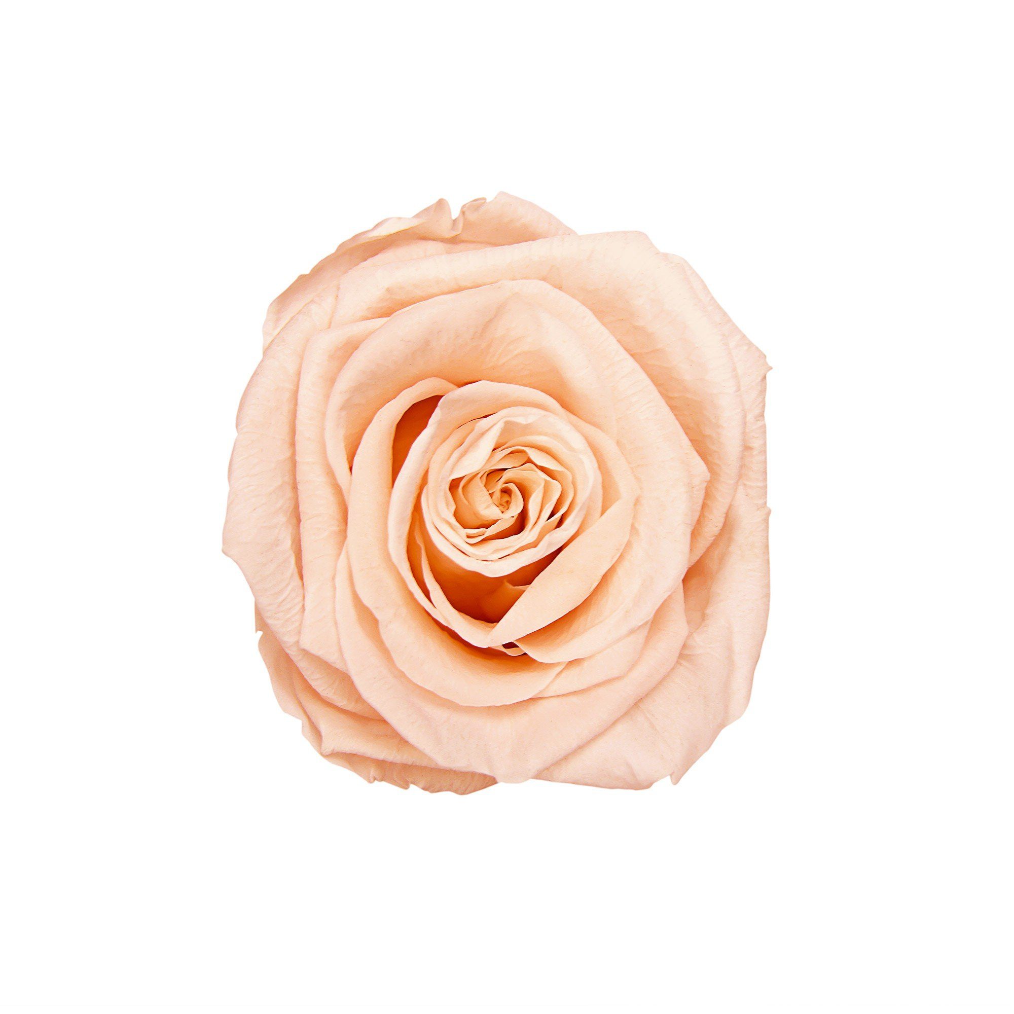 I konservierte by weiß 1er Rosenbox cm Infinity Höhe Holy Peach I Infinity Kunstblume Raul Flowers, Rose, Richter Rose 9 mit haltbar Echte, Blumen I Eckige in Jahre duftende 3