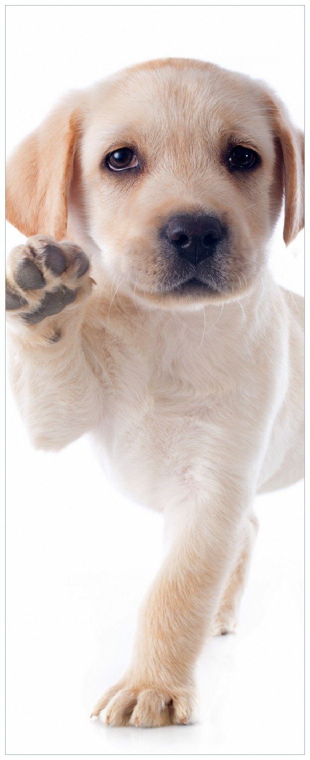 Wallario Memoboard Süßer Labrador-Welpe sagt Hallo