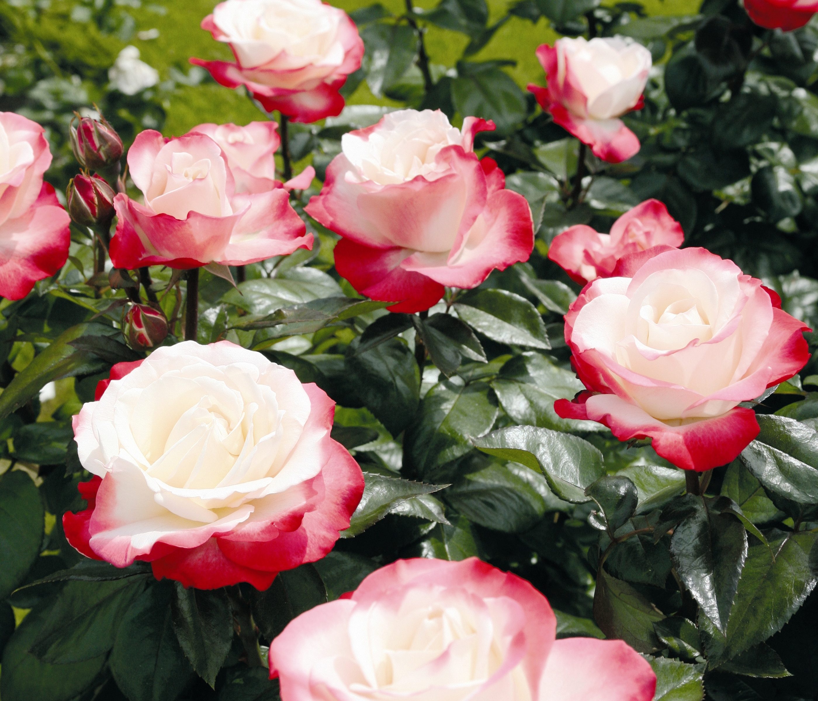 Dehner Rose Rosen-Set Edelrose Nostalgie®, 3 Stück, 20-30 cm, gefüllte Blüten, 20-30 cm, wurzelnackte Ware, Züchter Tantau