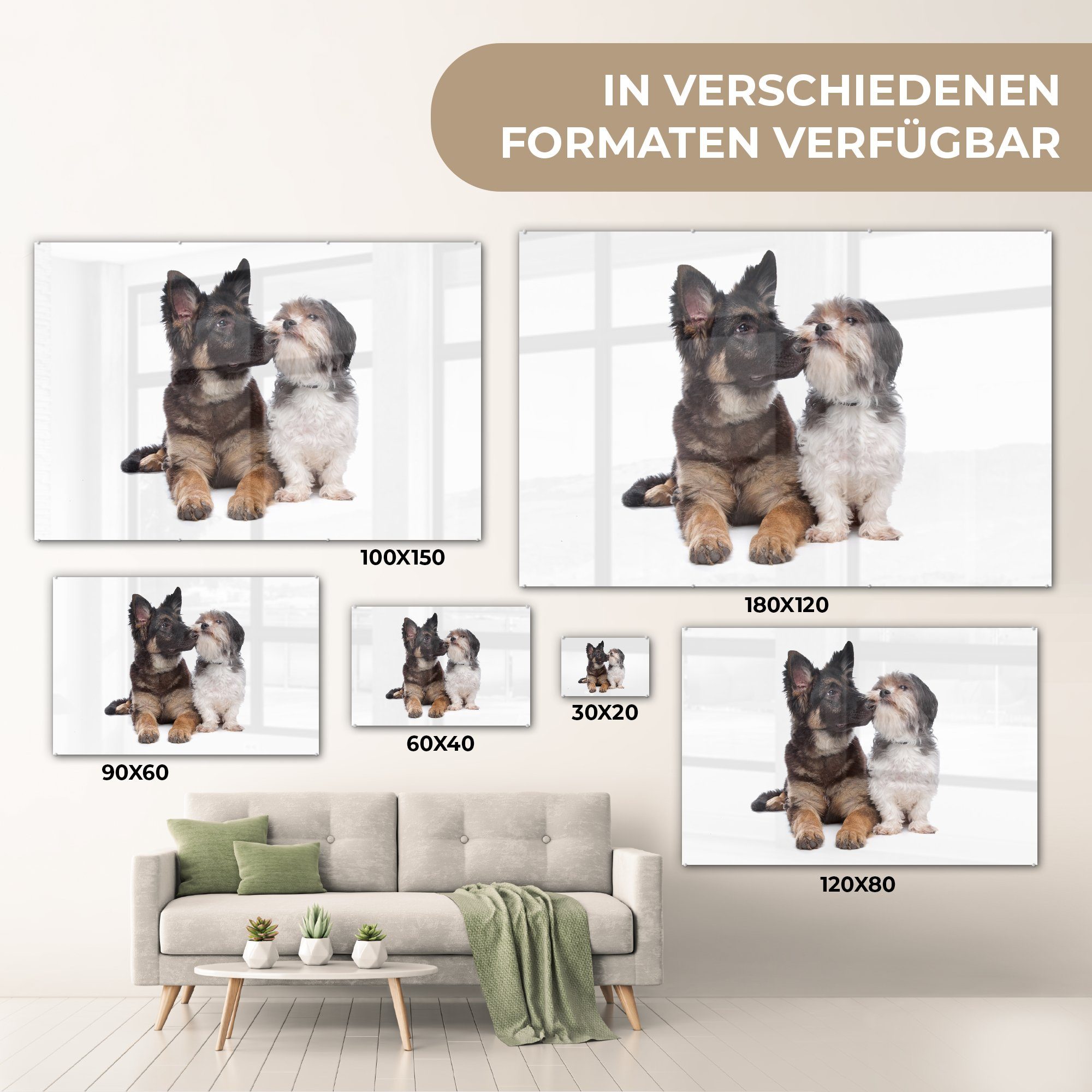 einem & Acrylglasbilder Hund, Boomer anderen (1 St), Schlafzimmer Wohnzimmer MuchoWow mit Acrylglasbild